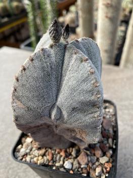 Astrophytum myriostigma 4rippig